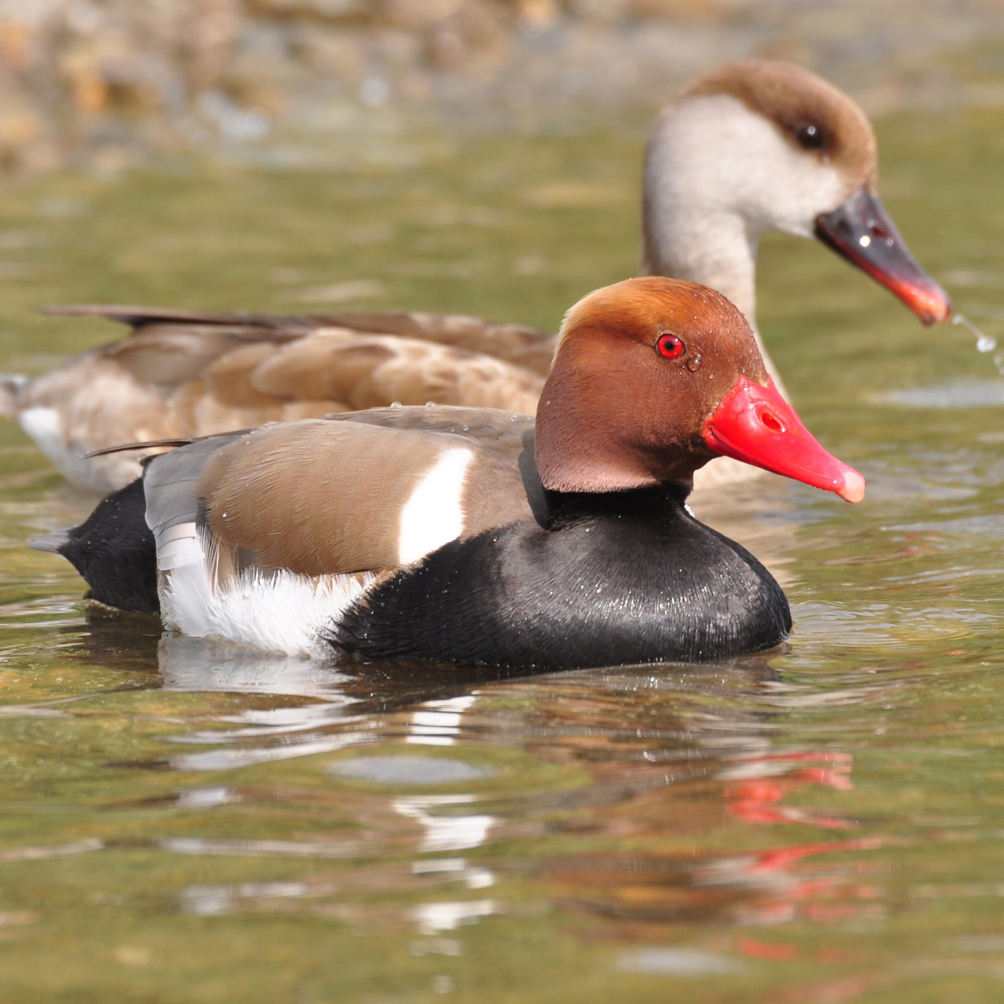 Two ducks swimming; one with red beak, one dripping water