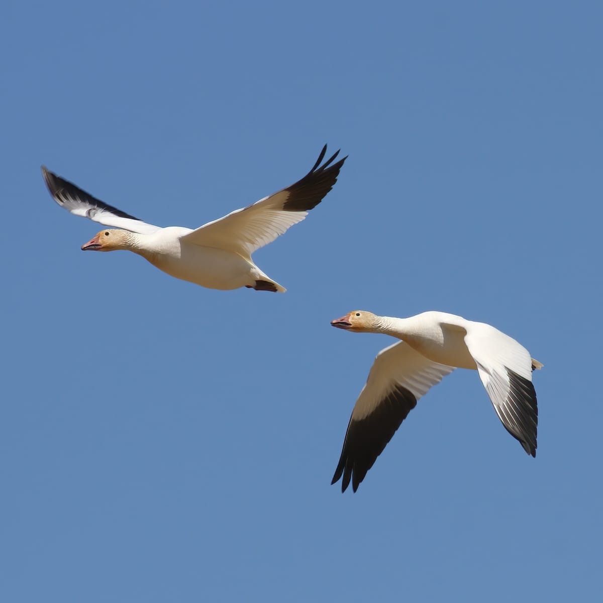 Two white ducks flying together against a clear blue sky